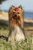 YORKSHIRE TERRIER 368